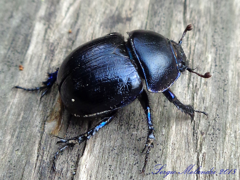 Geotrupidae: Anoplotrupes stercorosus
